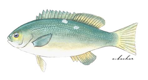 CA Marine Species Portal .